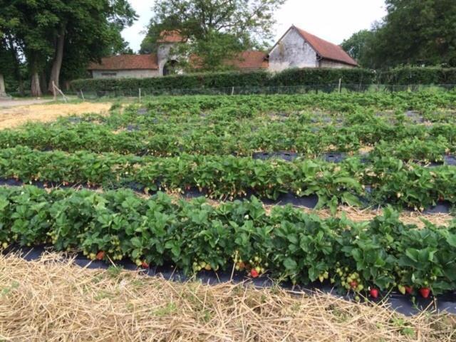 La Ferme Du Bois Quesnoy Panzió Saint-Pol-sur-Ternoise Kültér fotó