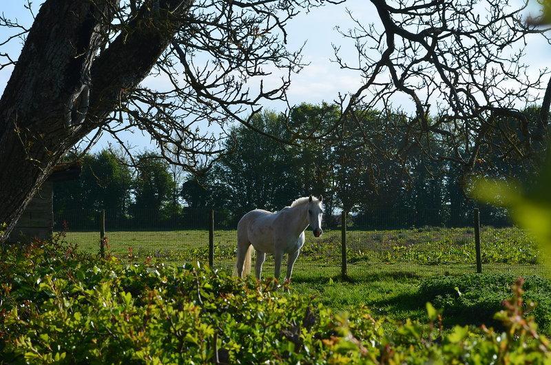 La Ferme Du Bois Quesnoy Panzió Saint-Pol-sur-Ternoise Kültér fotó